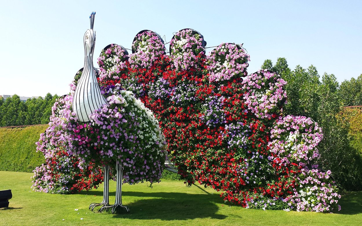 Петунья древовидная