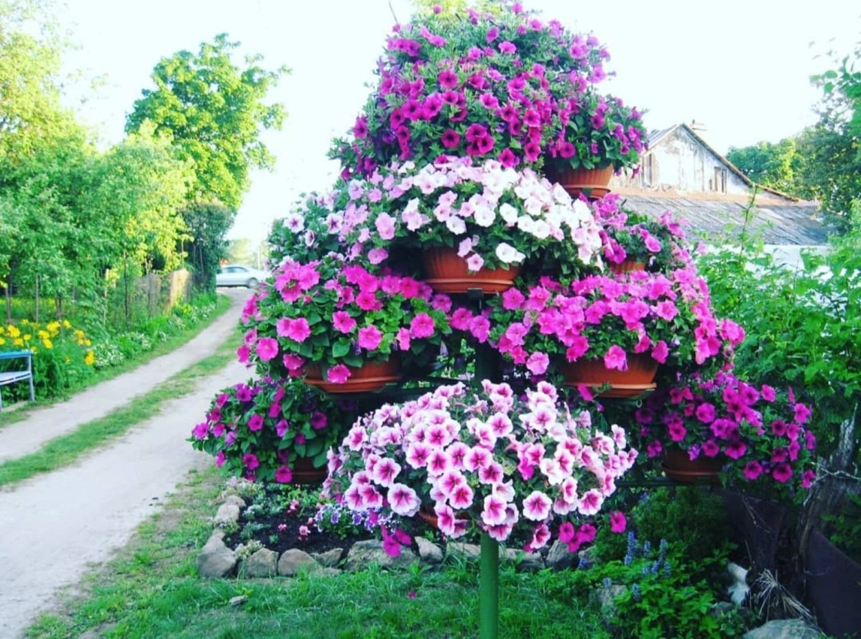 Рододендрон Канада