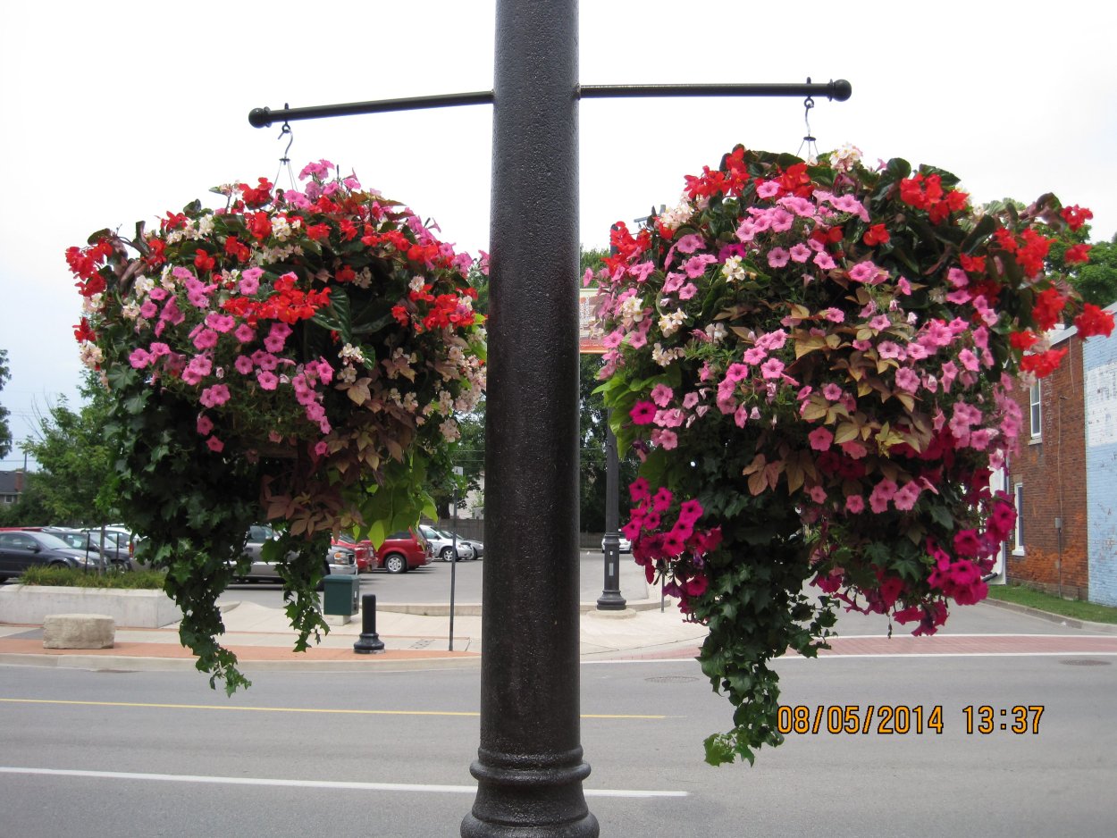 Штамбовое дерево сирень