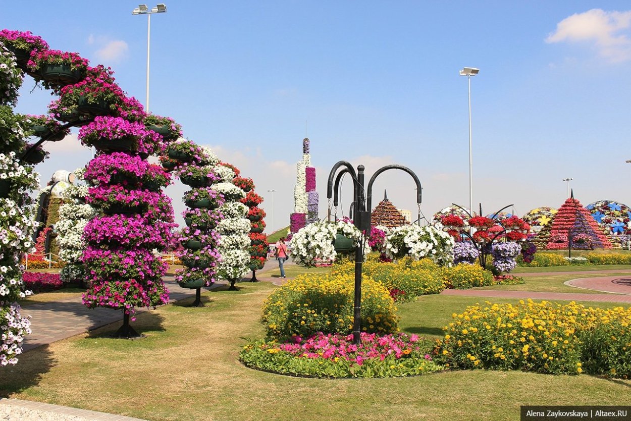 Тайдал Вейв черри