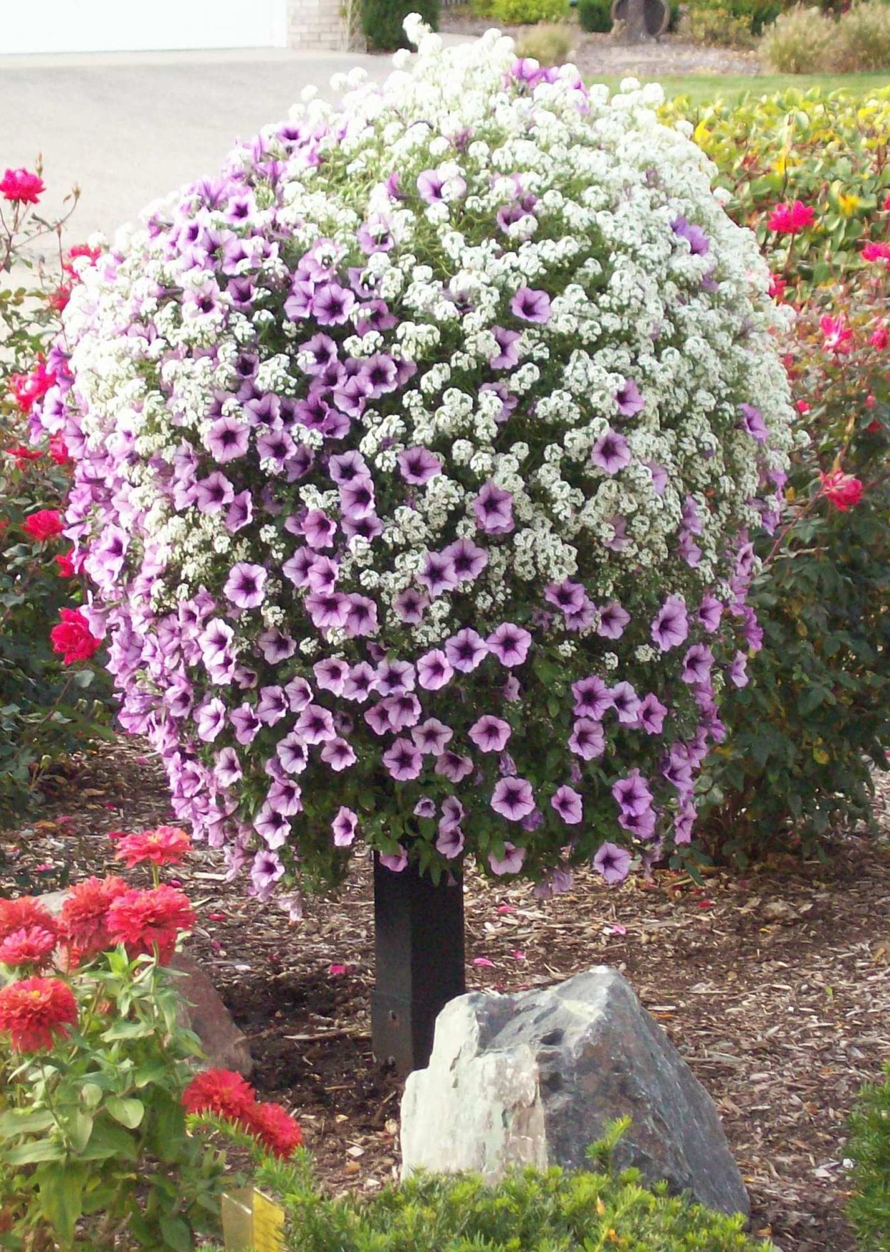 Петуния ампельная вертикальное Озеленение