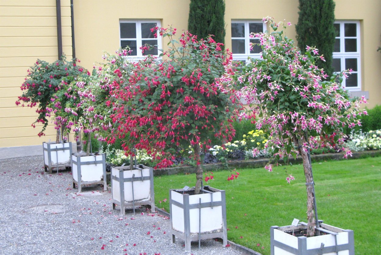 Сирийская роза гибискус