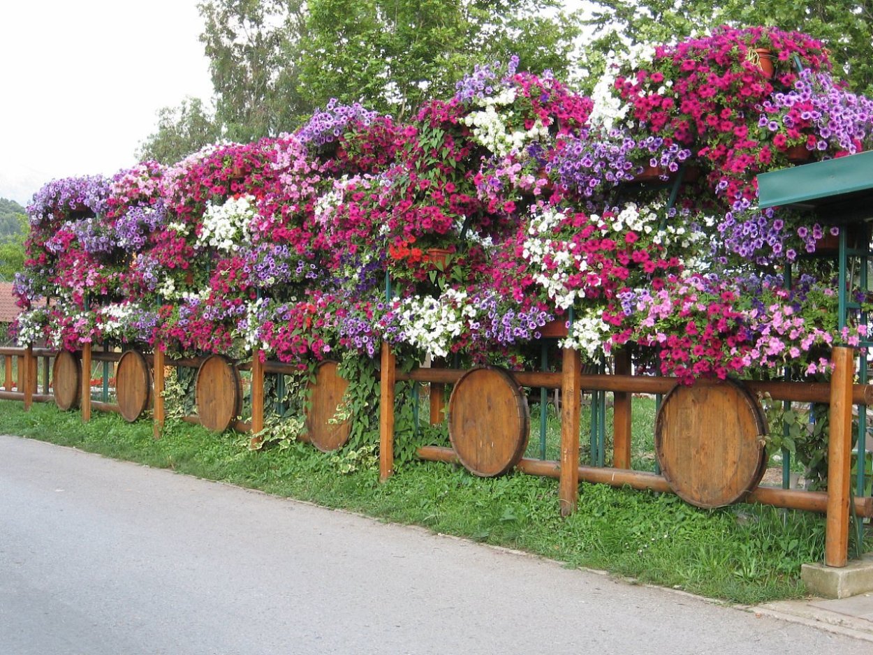 Петуниевое дерево