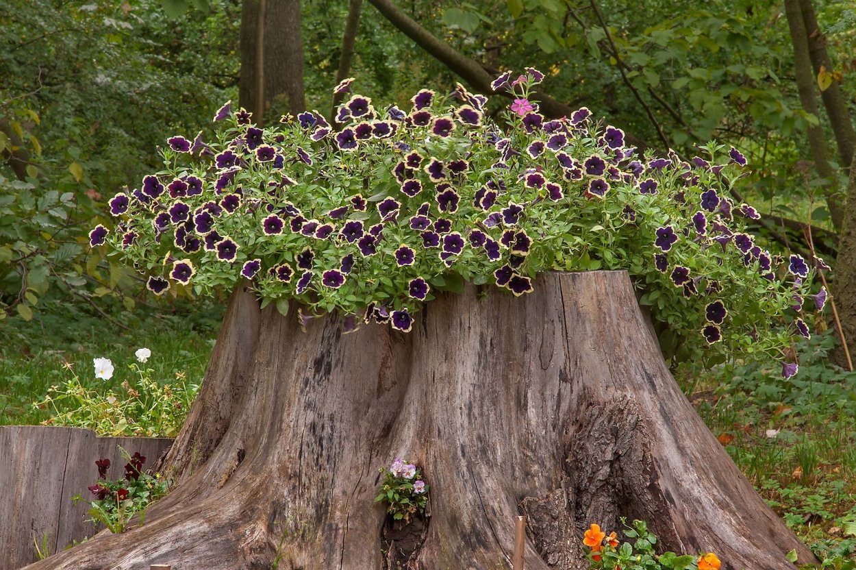 Клематис бугенвиллия