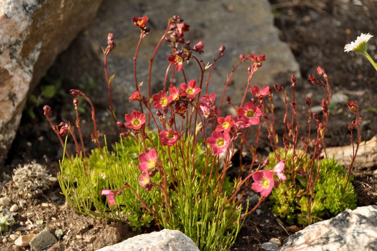 Камнеломка (Saxifraga)