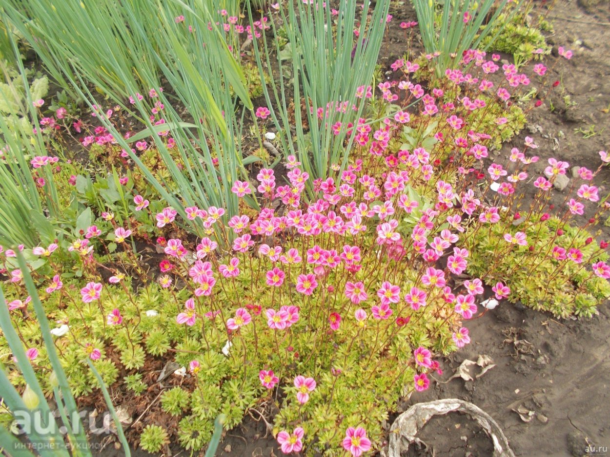 Камнеломка Арендса rosea