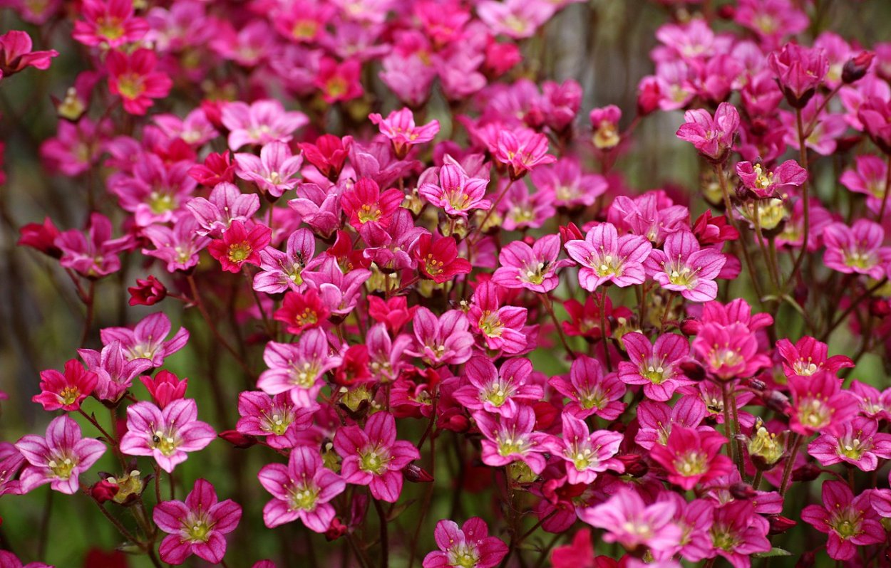 Камнеломка Арендса rosea