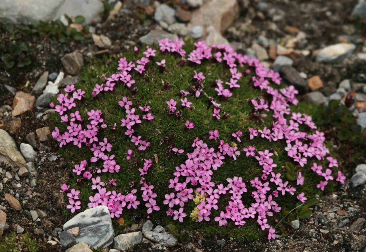 Silene acaulis