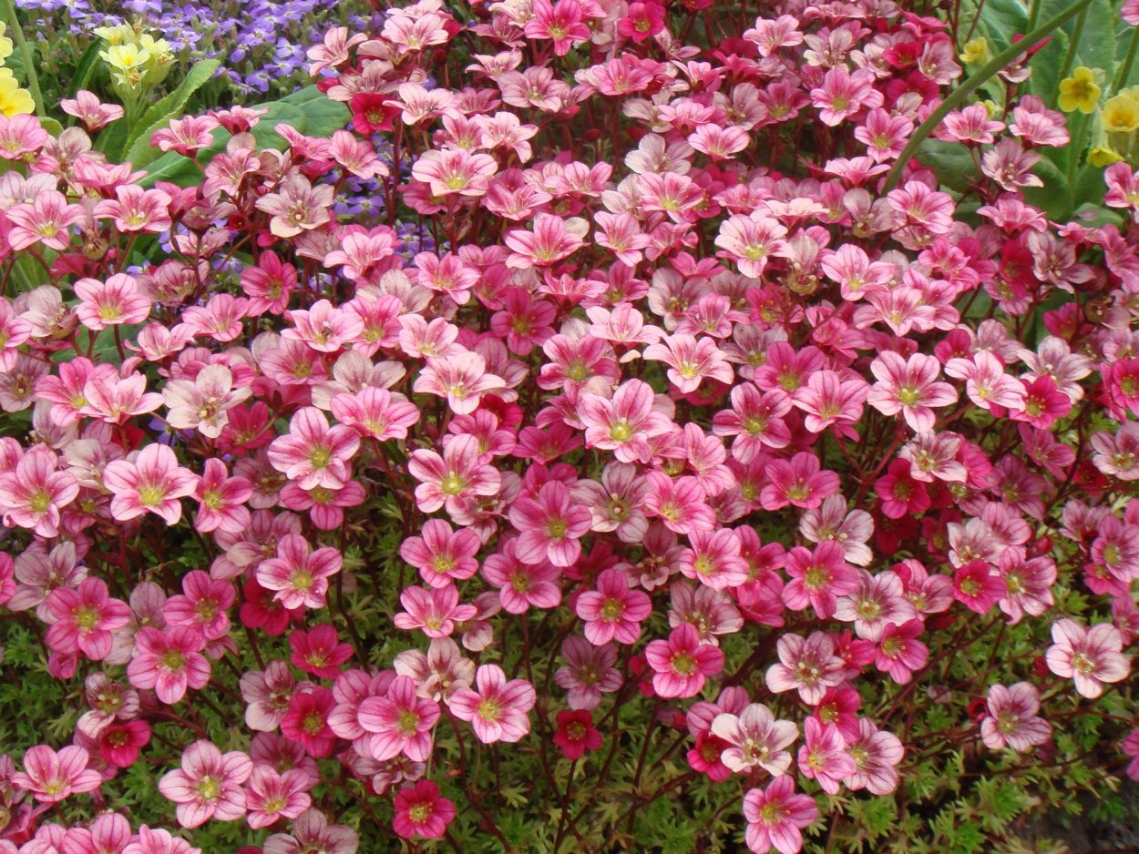 Камнеломка Арендса rosea