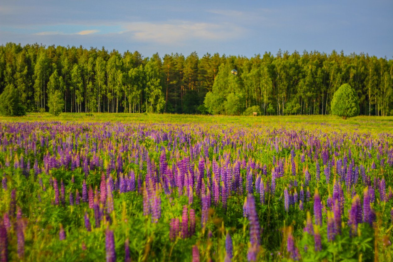 Люпины и Иван чай