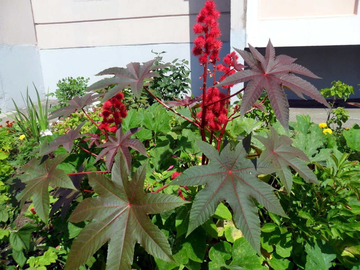 Сибирская Пальма клещевина