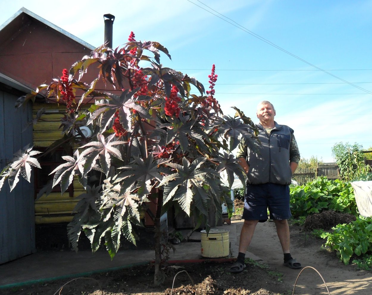Клещевина Ricinus communis