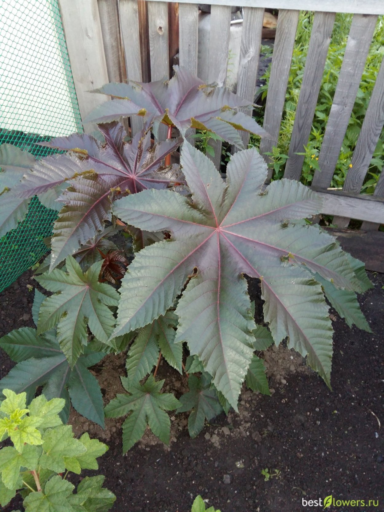 Клещевина Ricinus communis