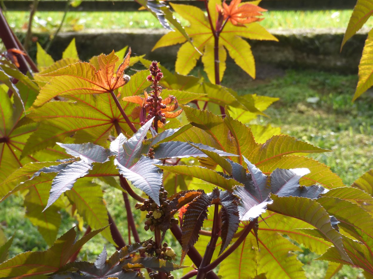 Клещевина Занзибар Грин