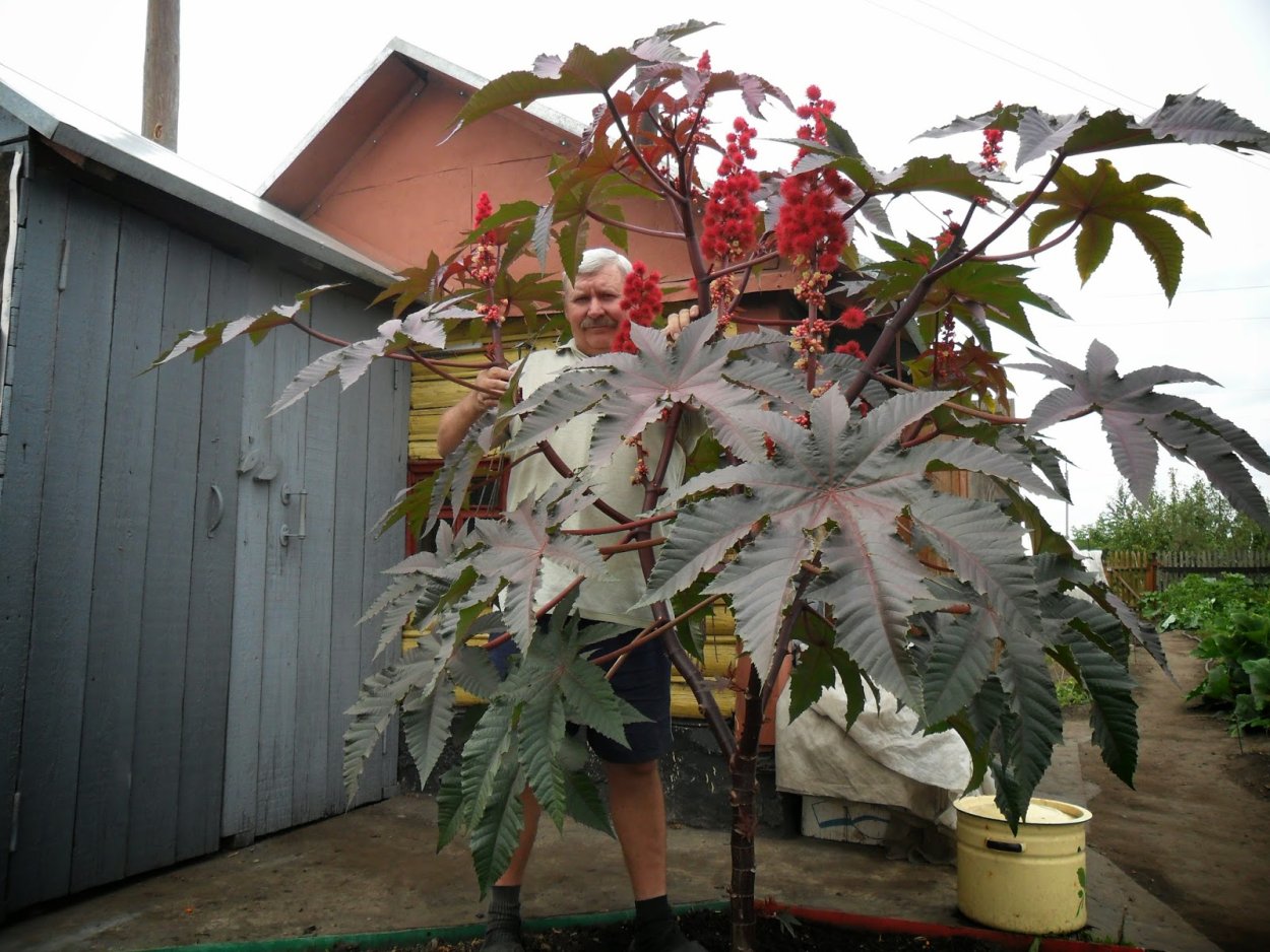 Клещевина Ricinus communis