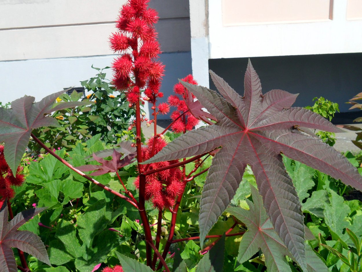 Клещевина пальмовая роща смесь