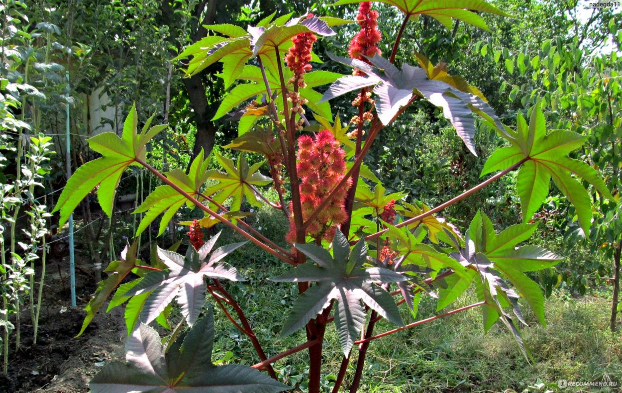 Клещевина Занзибар