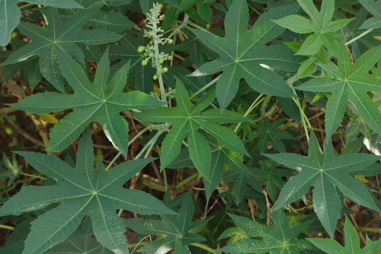 Клещевина Ricinus communis