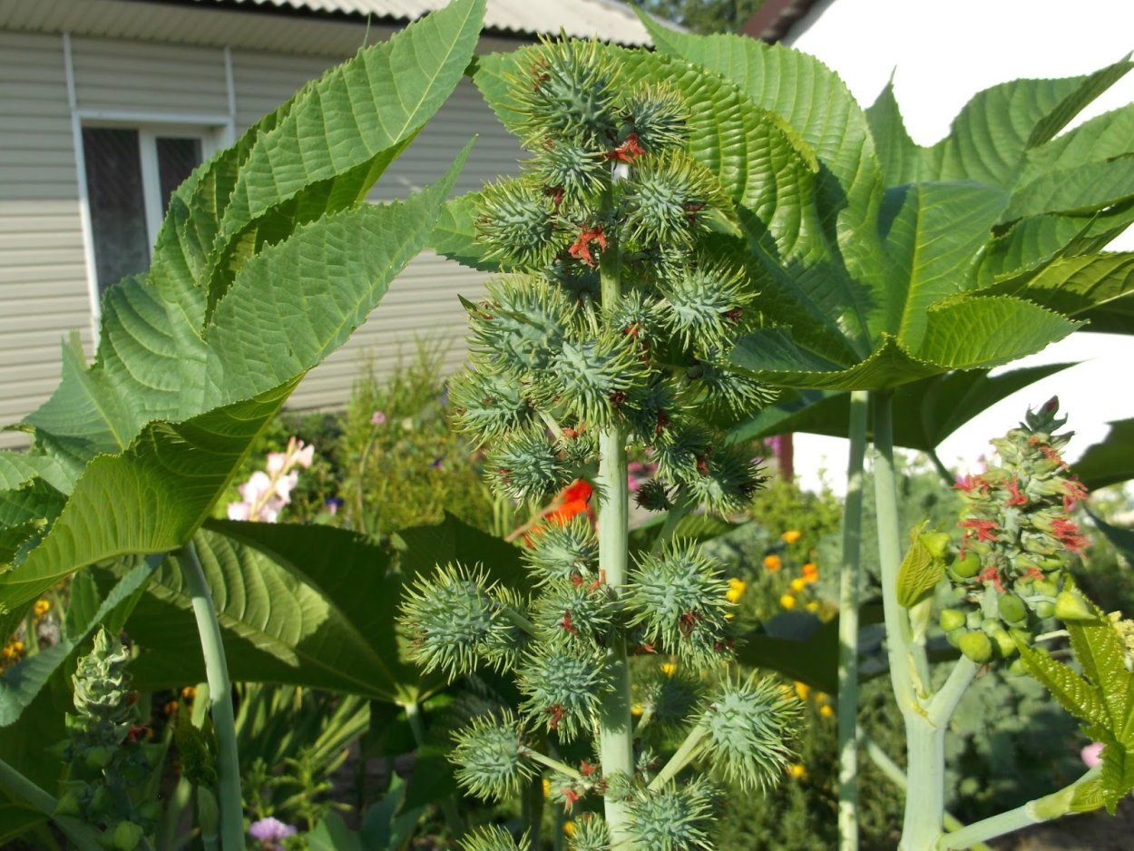 Пальма Садовая клещевина