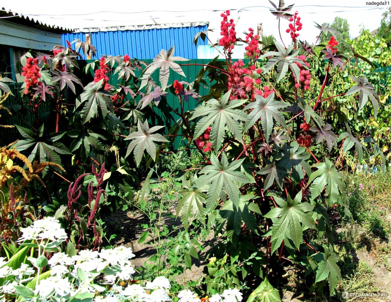 Клещевина Амарант