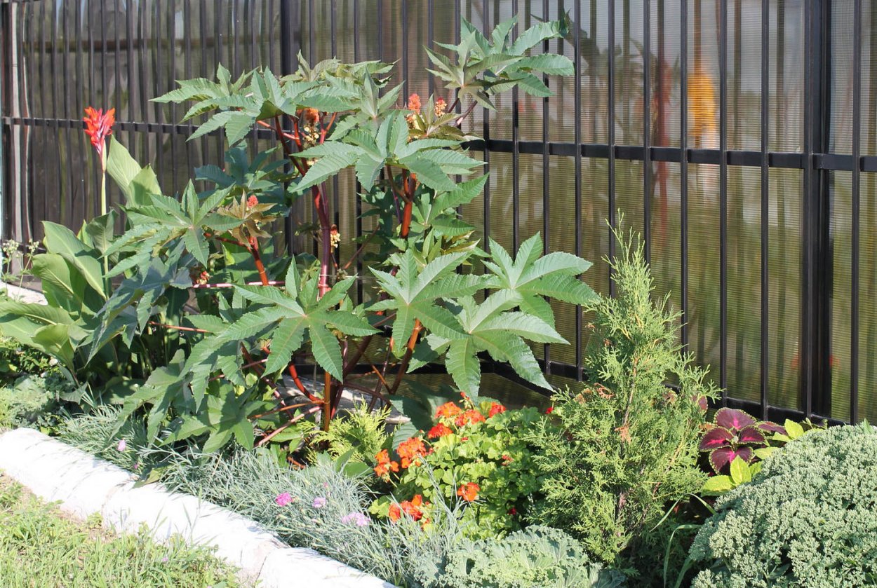 Клещевина Северная Пальма