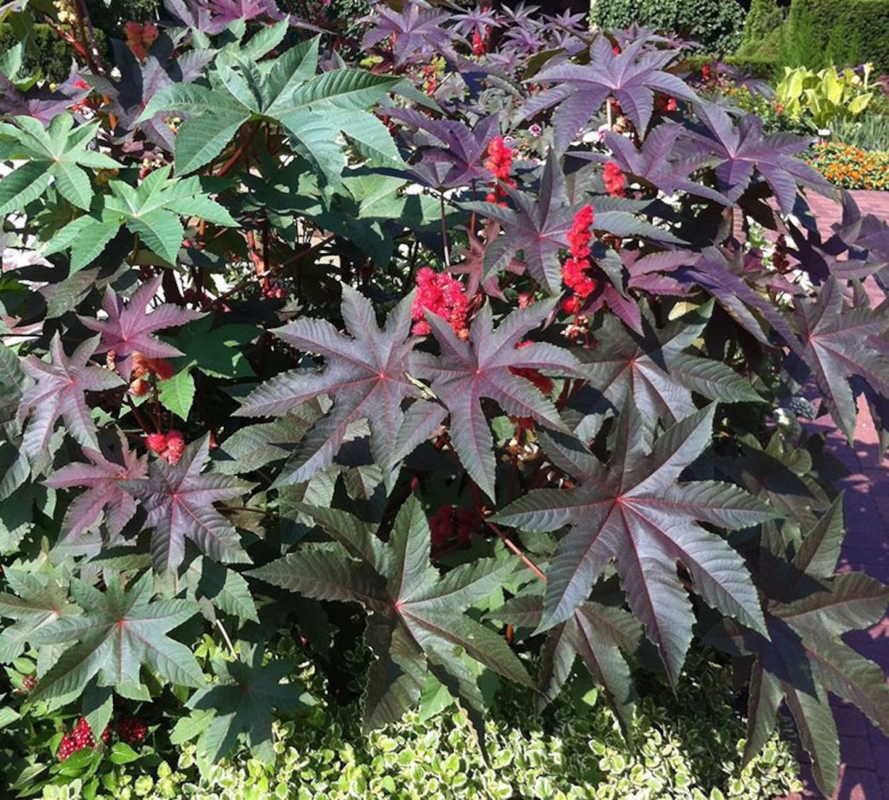 Клещевина обыкновенная