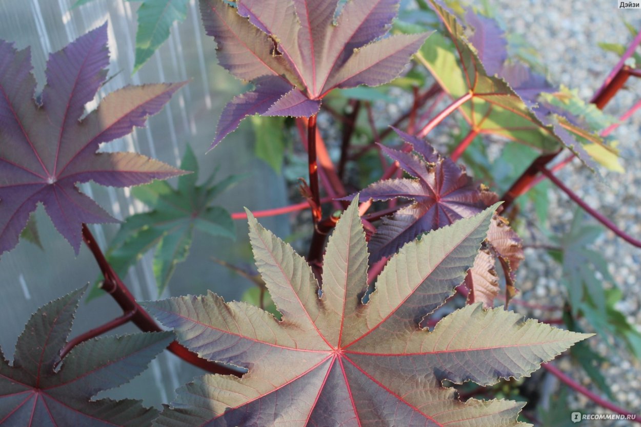 Семена клещевины занзибарская