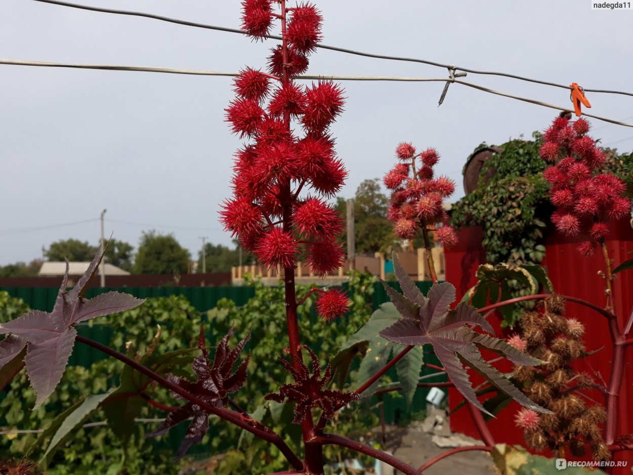 Клещевина Импала