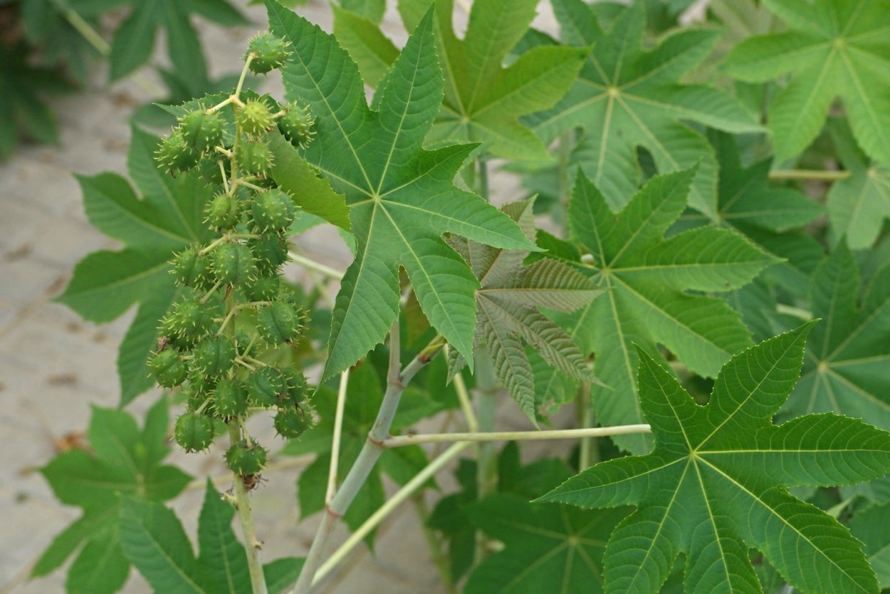 Клещевина Северная Пальма