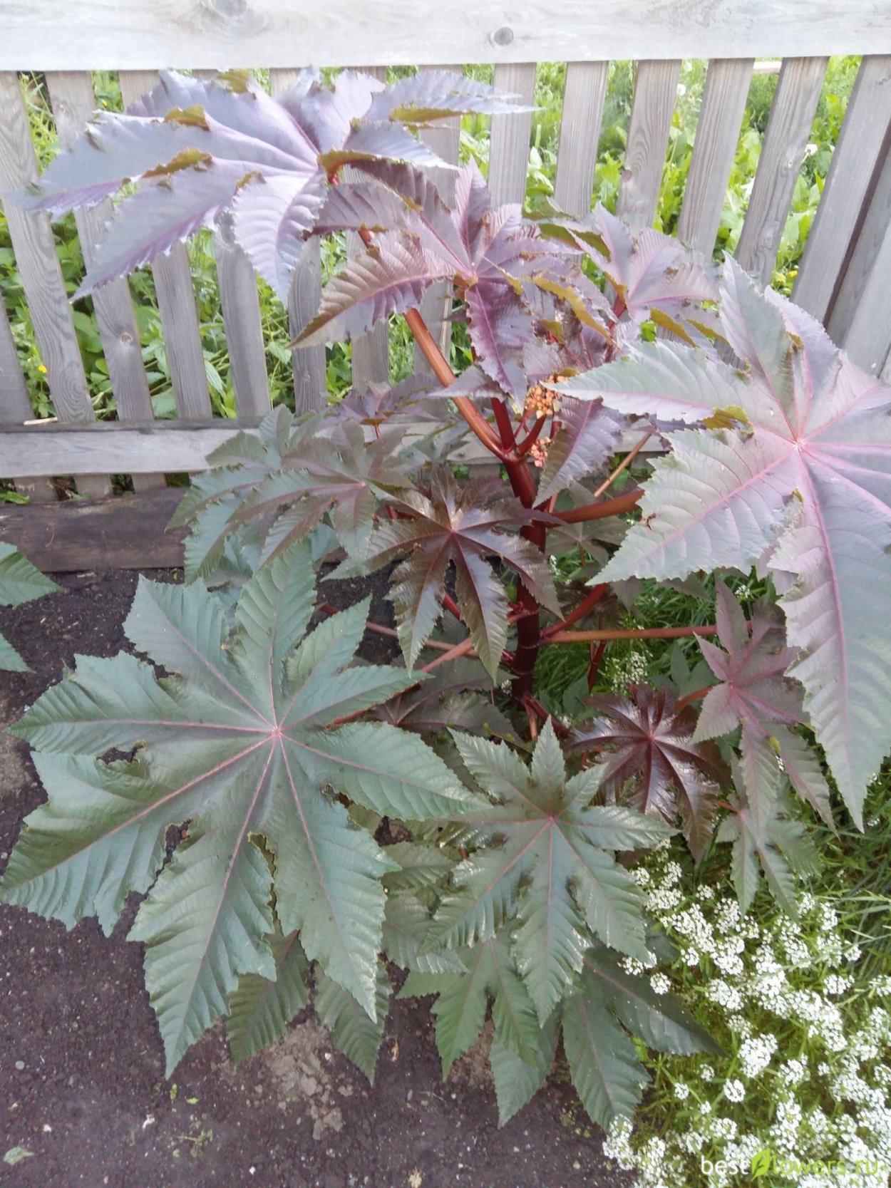 Клещевина однолетняя