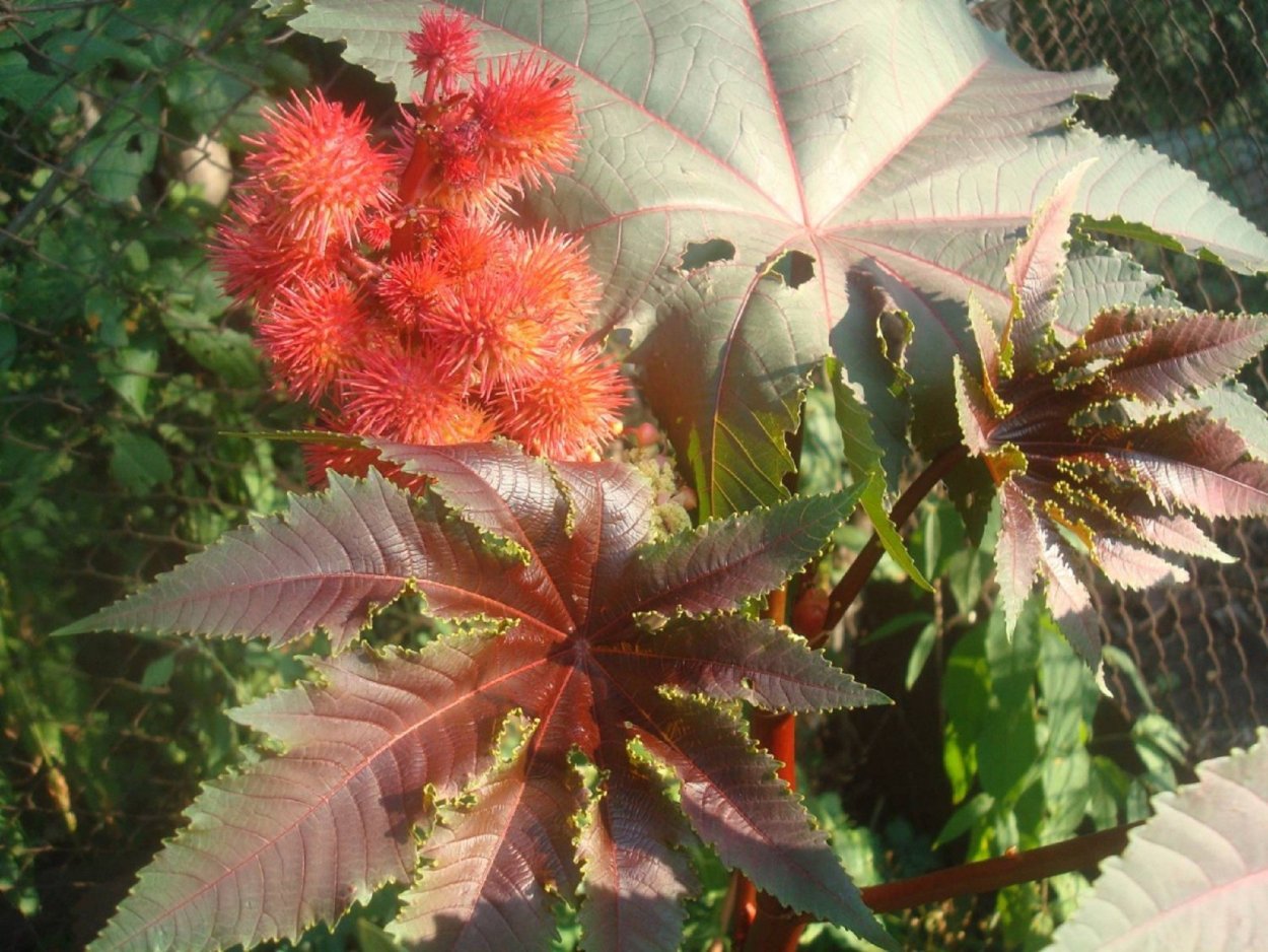 Семена клещевины занзибарская