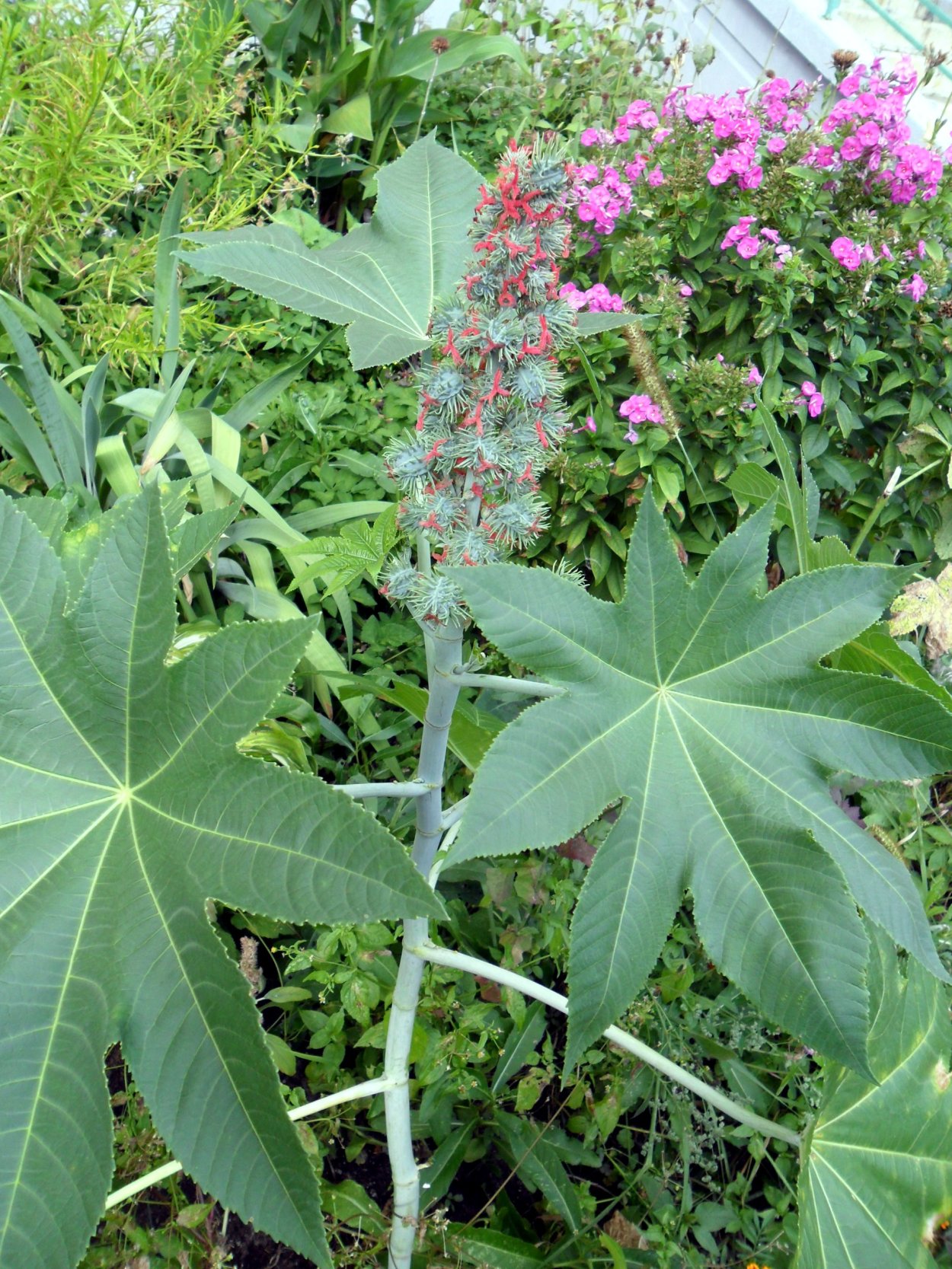 Клещевина занзибарская