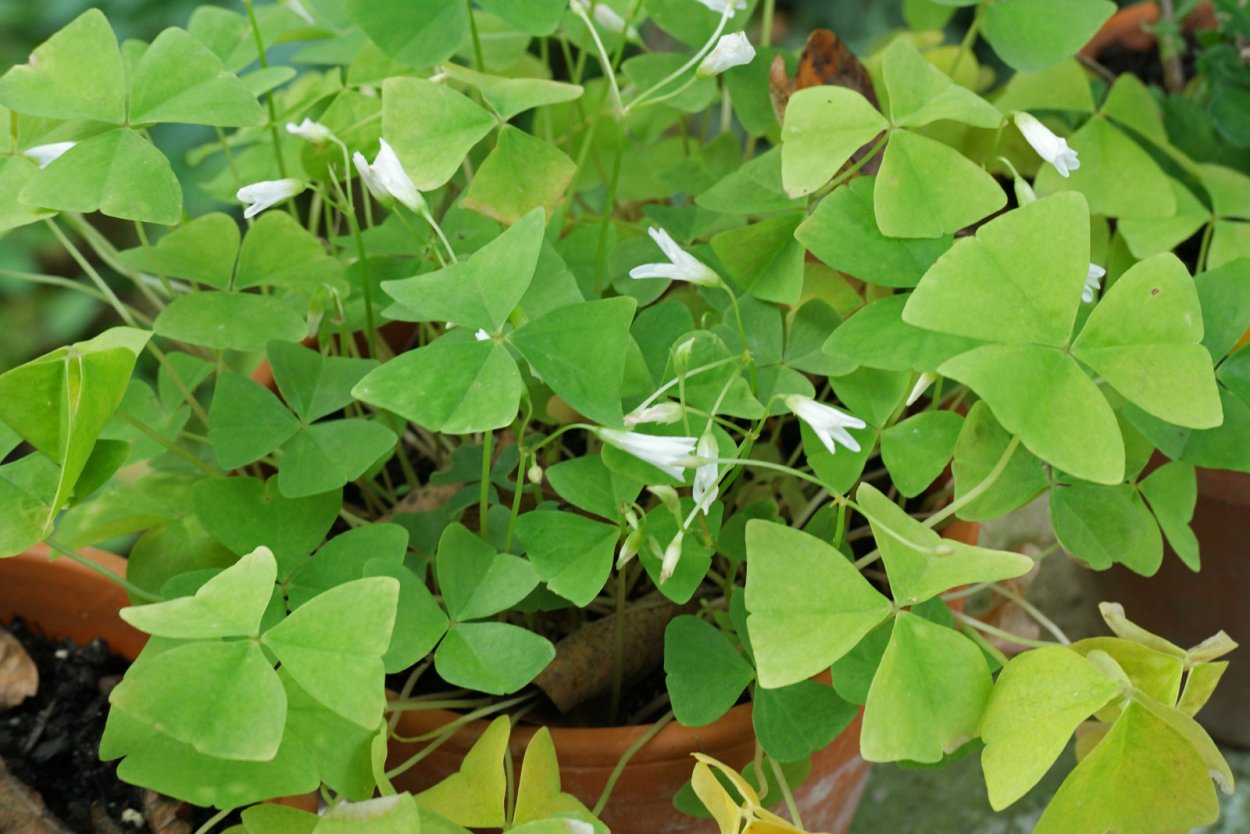 Оксалис Кислица треугольная бургунди