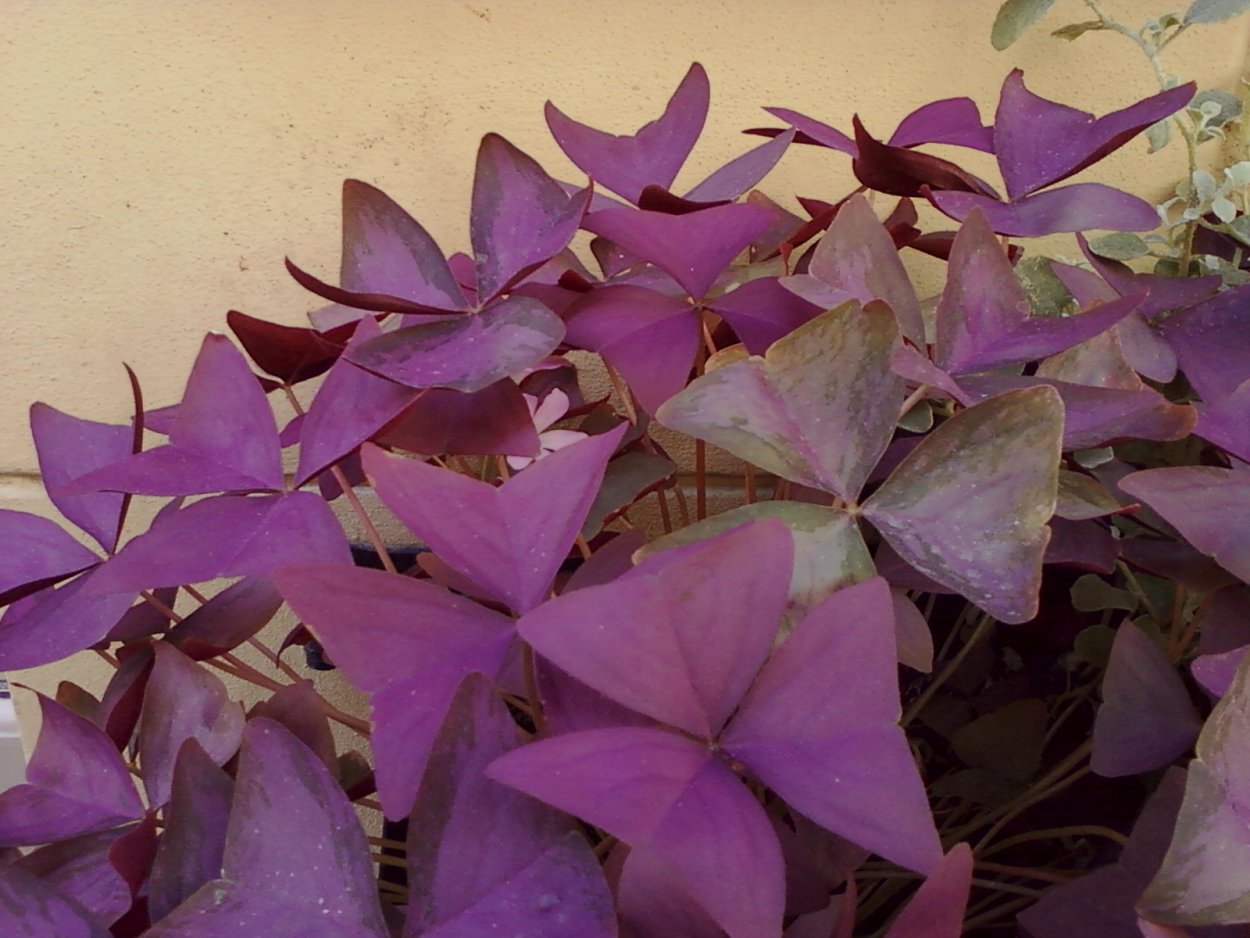 Клеверок цветок комнатный