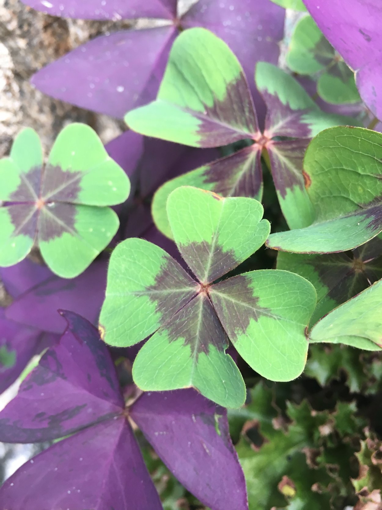 Оксалис Dorothy Chao