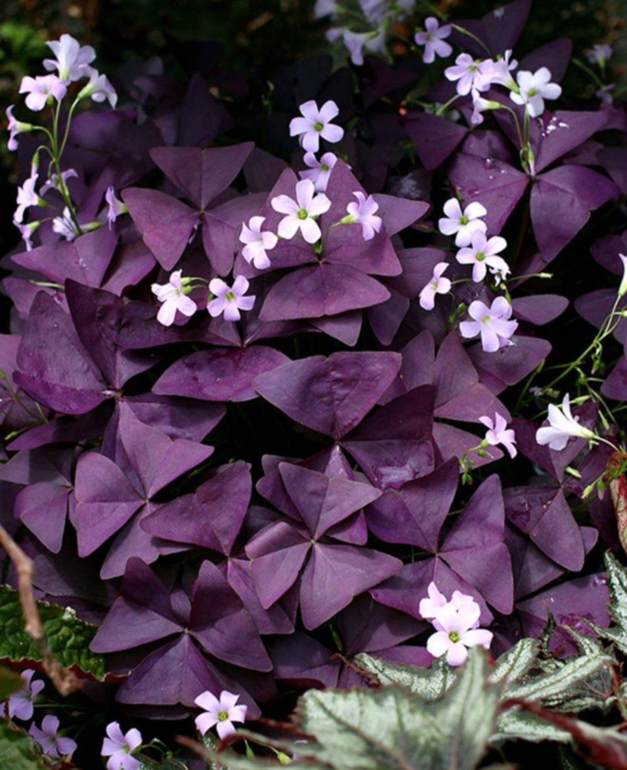 Оксалис Кислица треугольная