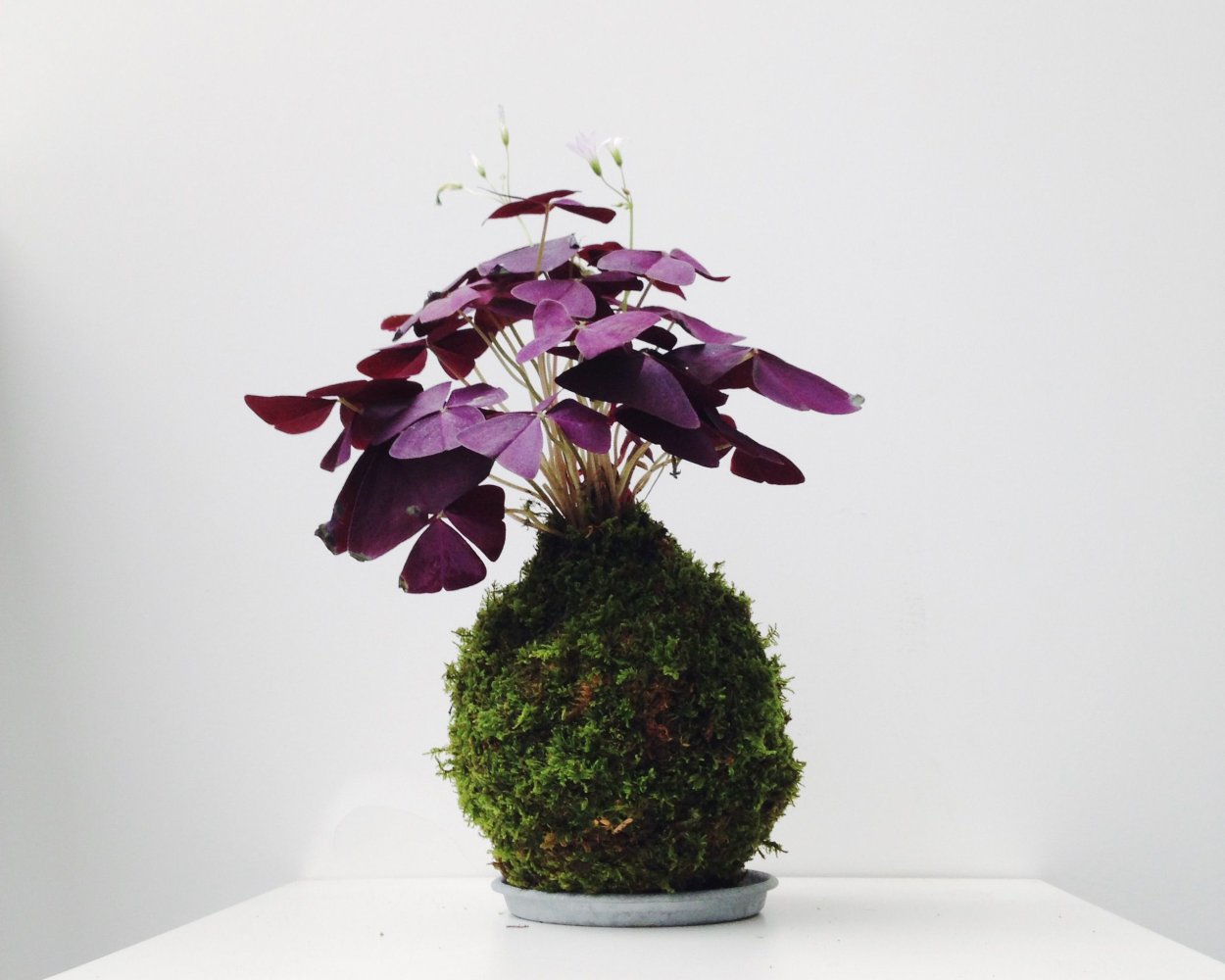 Оксалис махагони