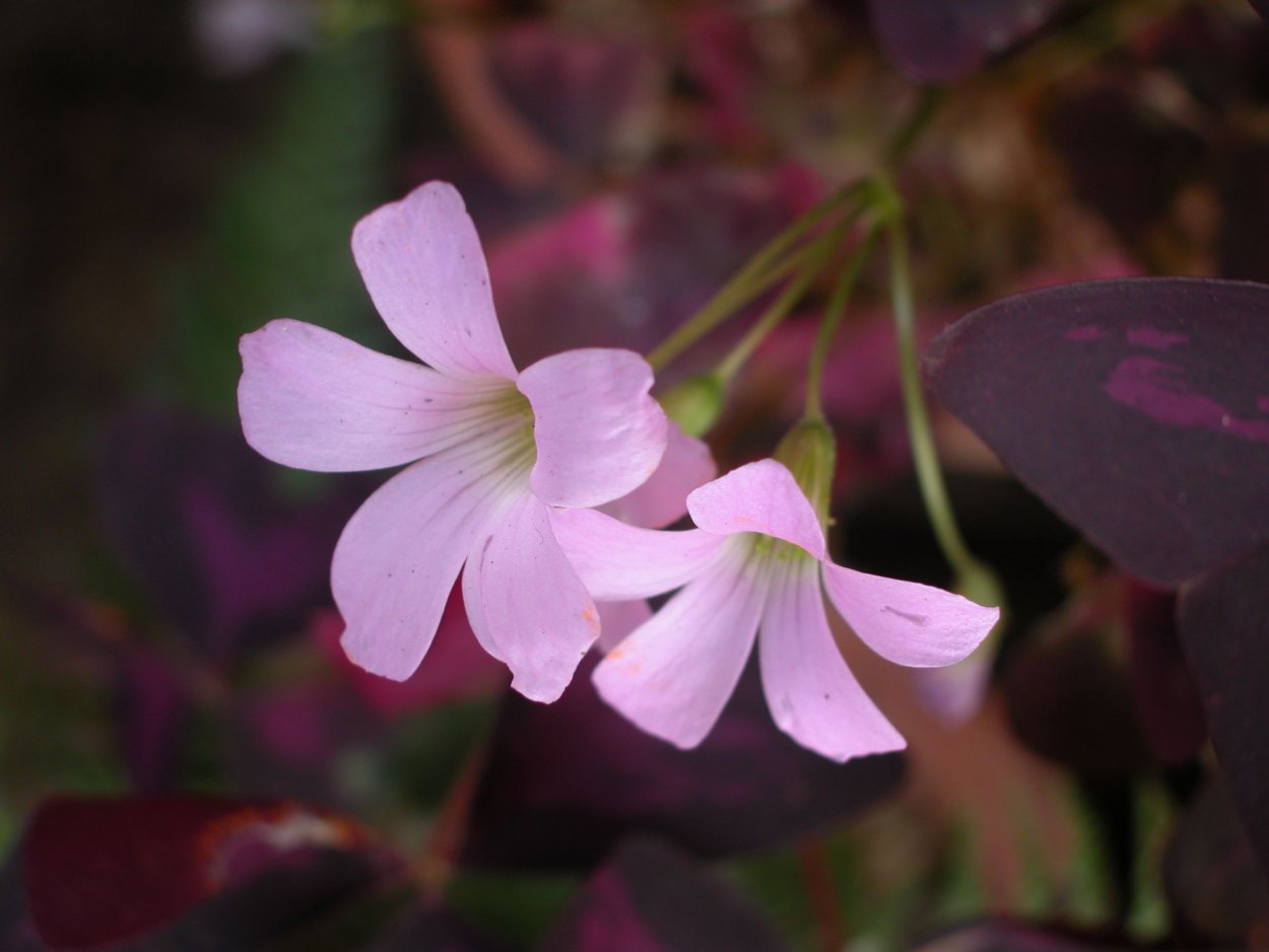 Оксалис Burgundy Wine