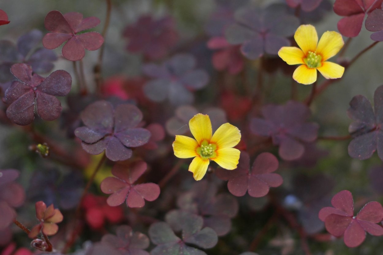 Кислица газонная