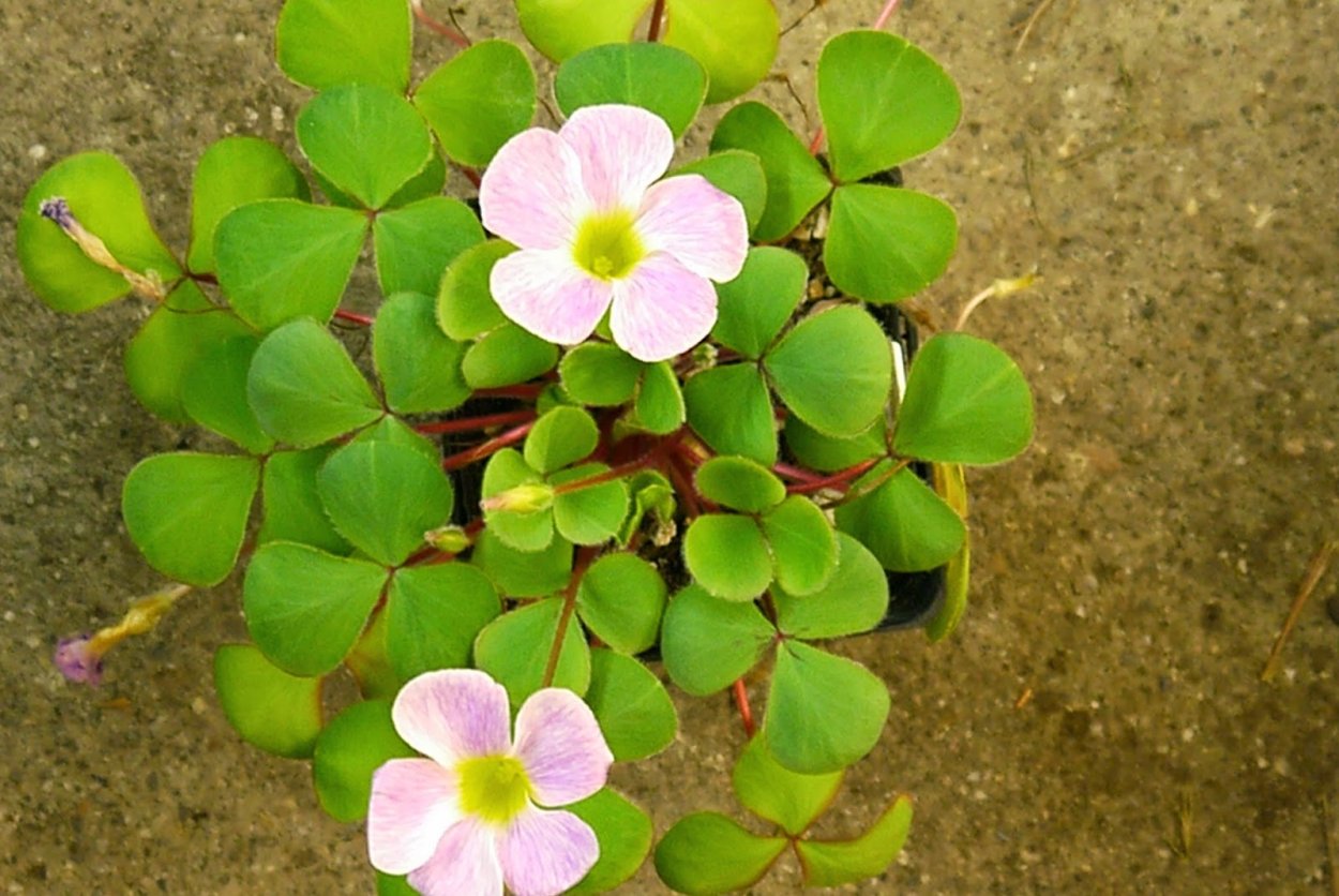 Оксалис Триангулярис зеленая