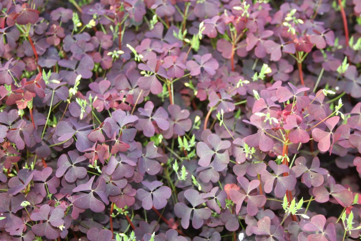 Кислица оксалис Дарвин