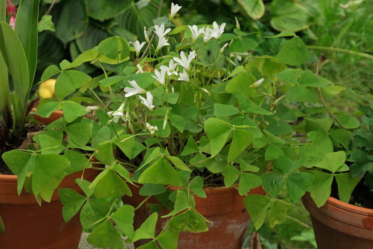 Оксалис &#96;Burgundy Shamrock&#96;