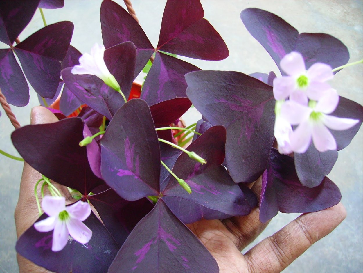Кислица треугольная (Oxalis triangularis)