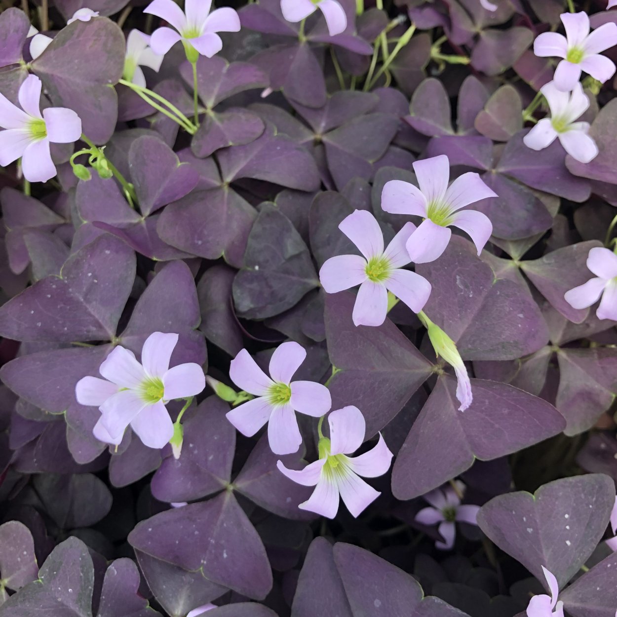 Кислица оксалис