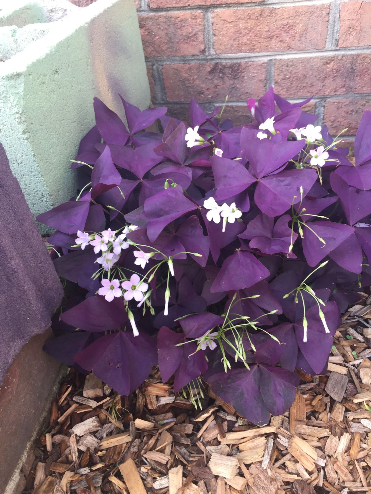 Оксалис махагони