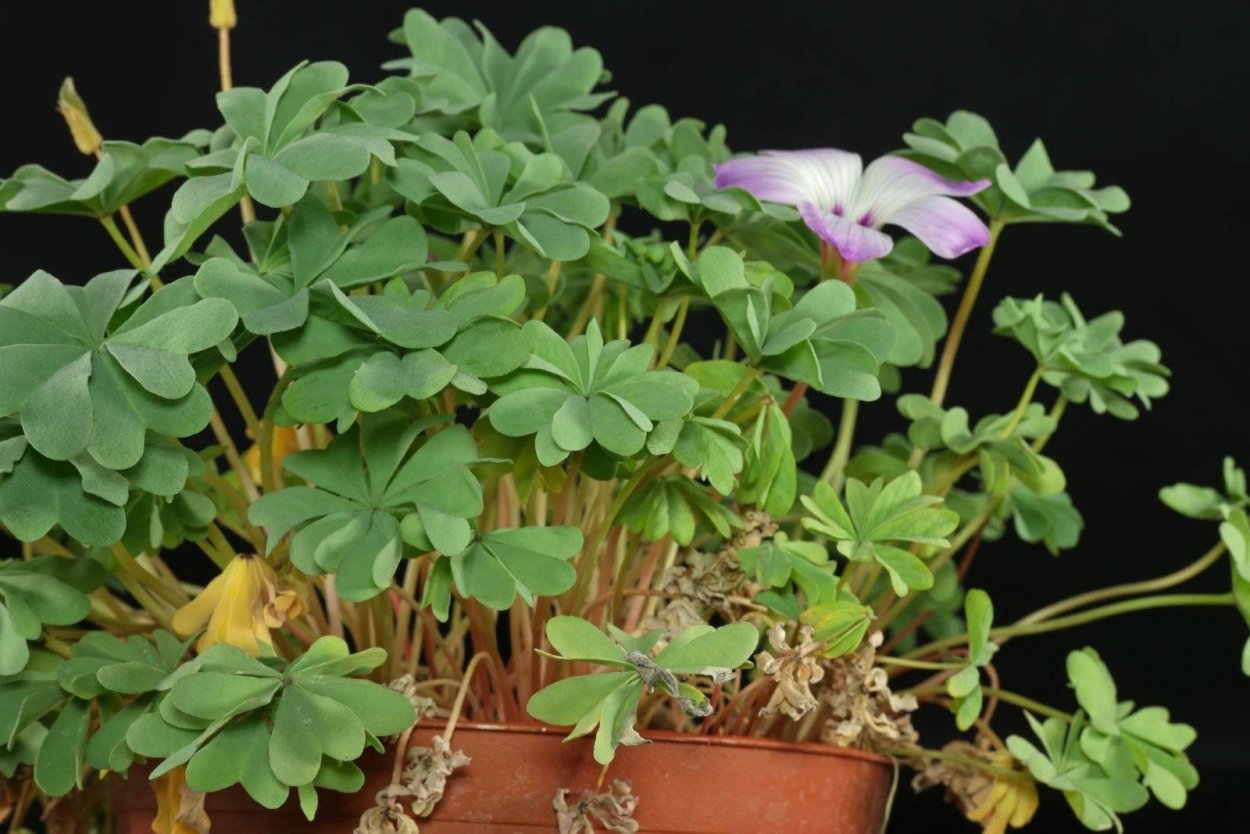 Кислица четырёхлистная