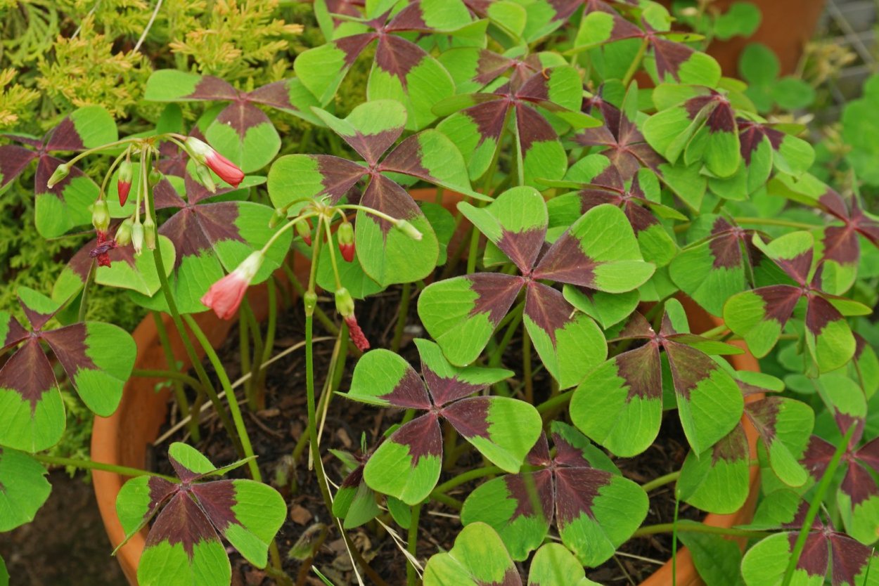 Кислица с треугольными листьями