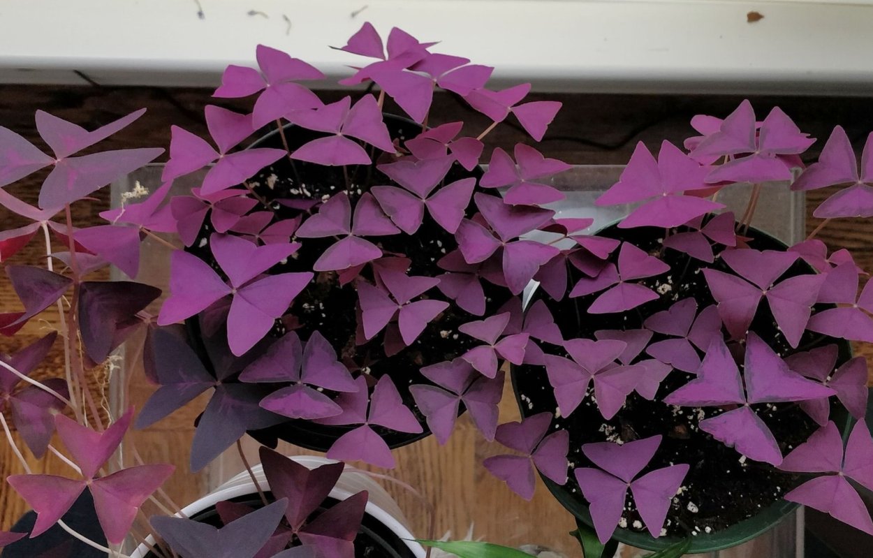 Сорт Майк Кислица