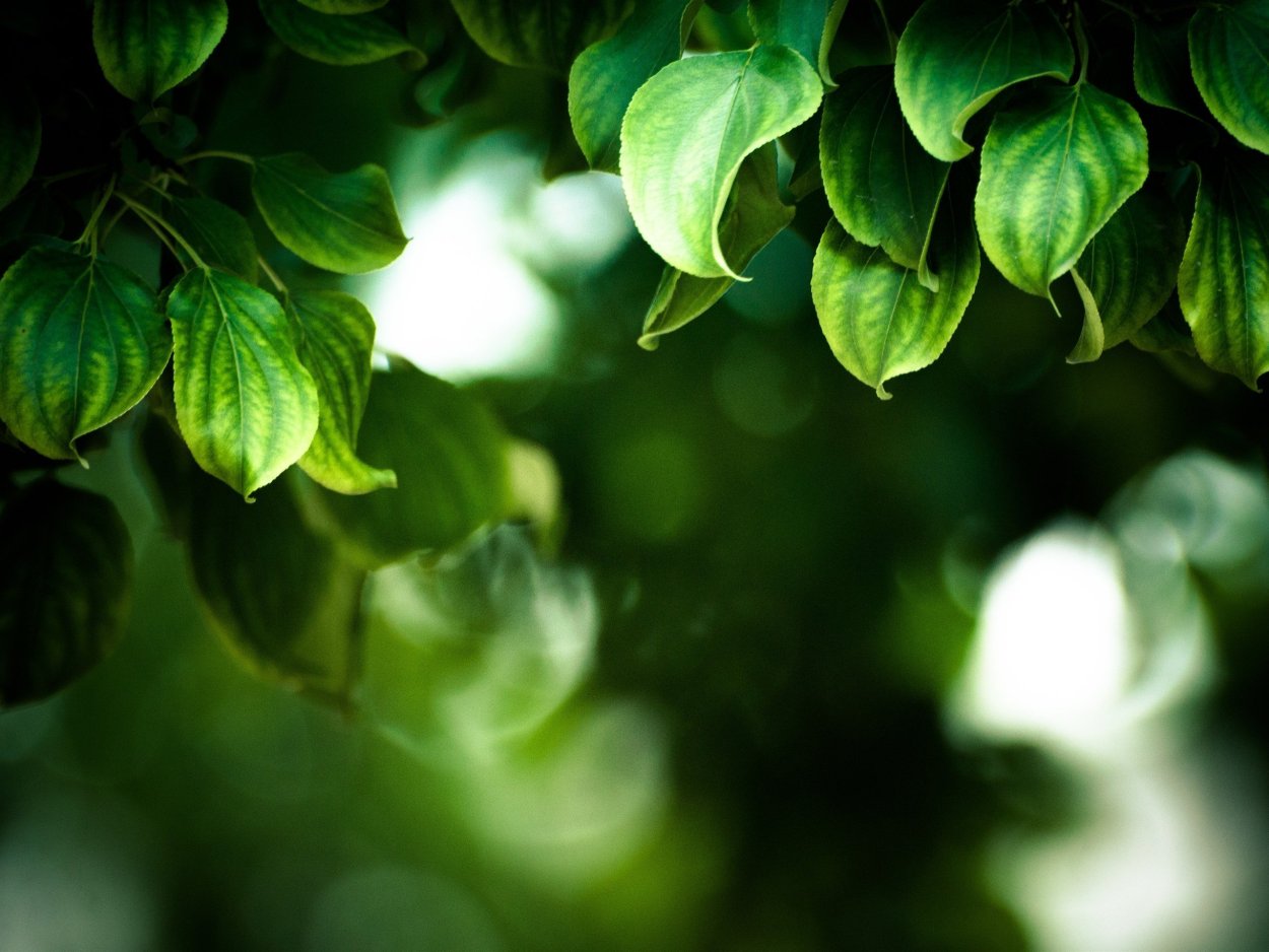 Зелень листья