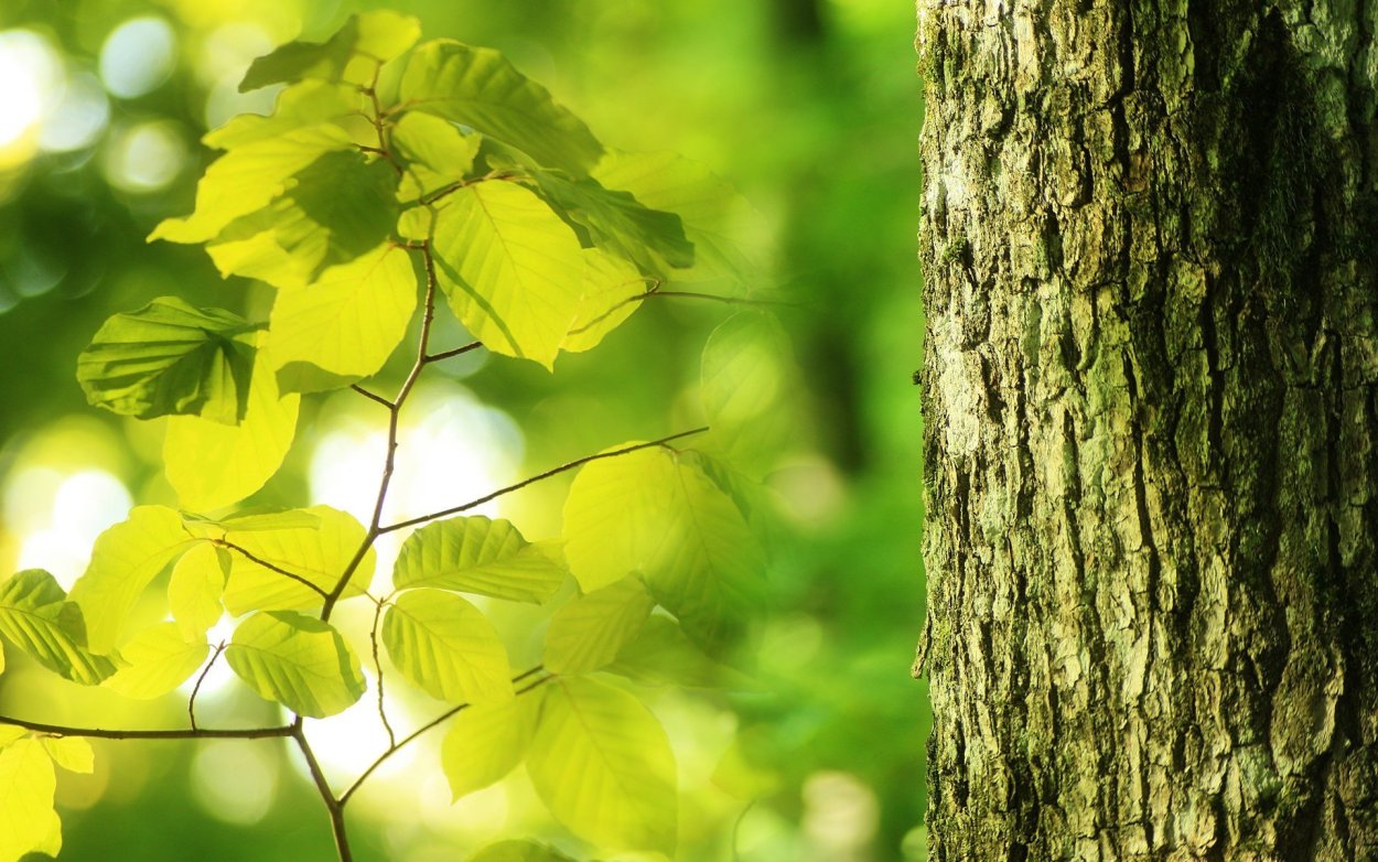 Листья деревьев